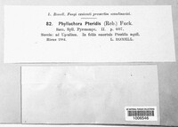 Cryptomycina pteridis image